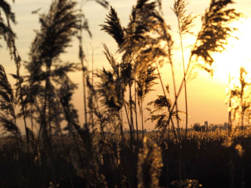 reed bed somerset levels.jpg